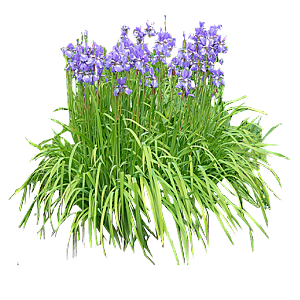 PS高清景观花卉花镜花坛花草植物搭配素材
