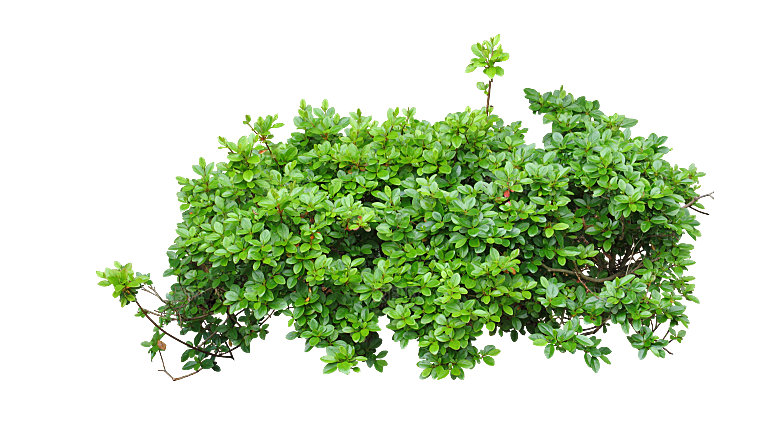 PS高清景观花卉花镜花坛花草植物搭配素材