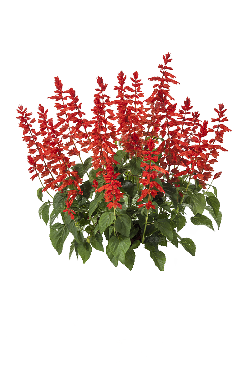 PS高清景观花卉花镜花坛花草植物搭配
