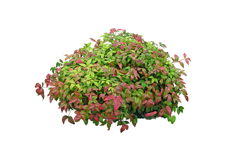 PS高清景观花卉花镜花坛花草植物搭配