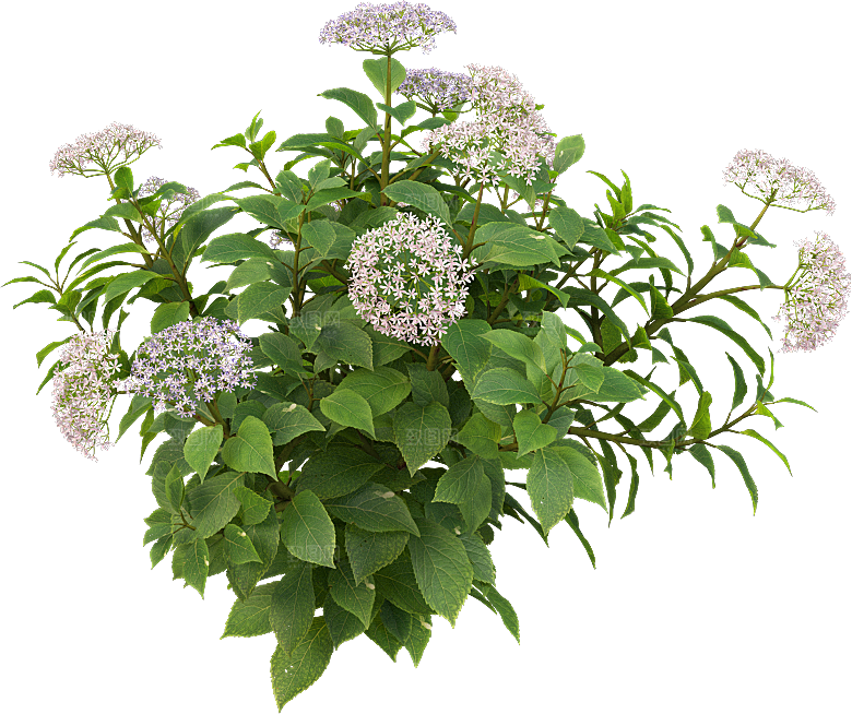 PS高清景观花卉花镜花坛花草植物搭配