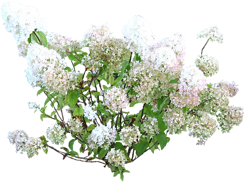 PS高清景观花卉花镜花坛花草植物搭配