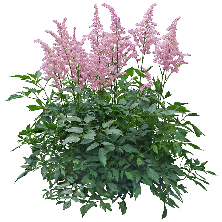 PS高清景观花卉花镜花坛花草植物搭配