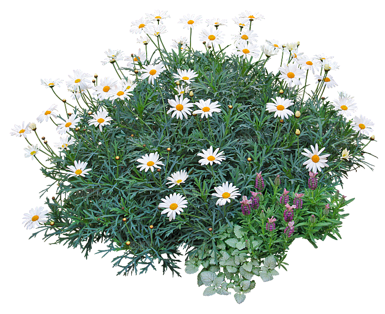 PS高清景观花卉花镜花坛花草植物搭配