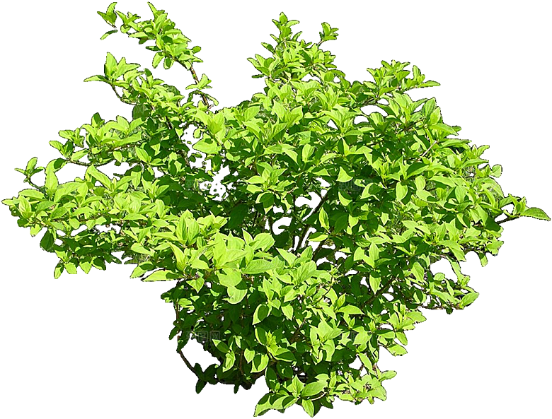PS高清景观花卉花镜花坛花草植物搭配