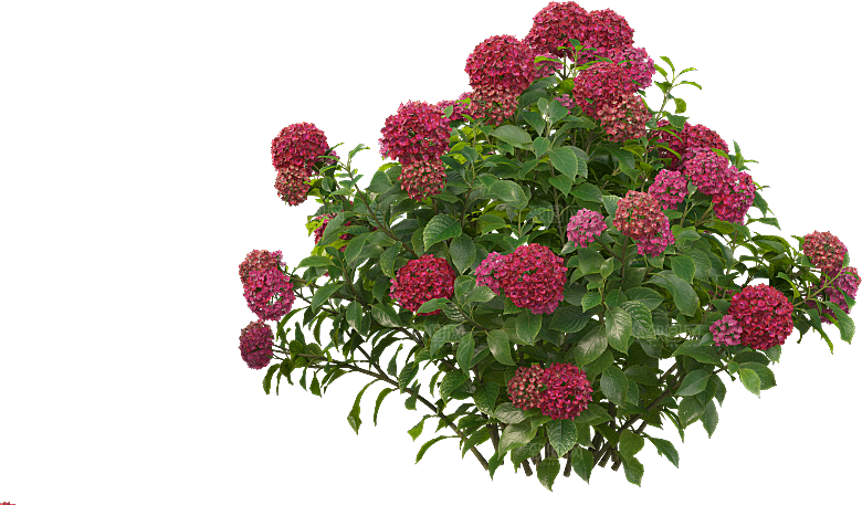 PS高清景观花卉花镜花坛花草植物搭配