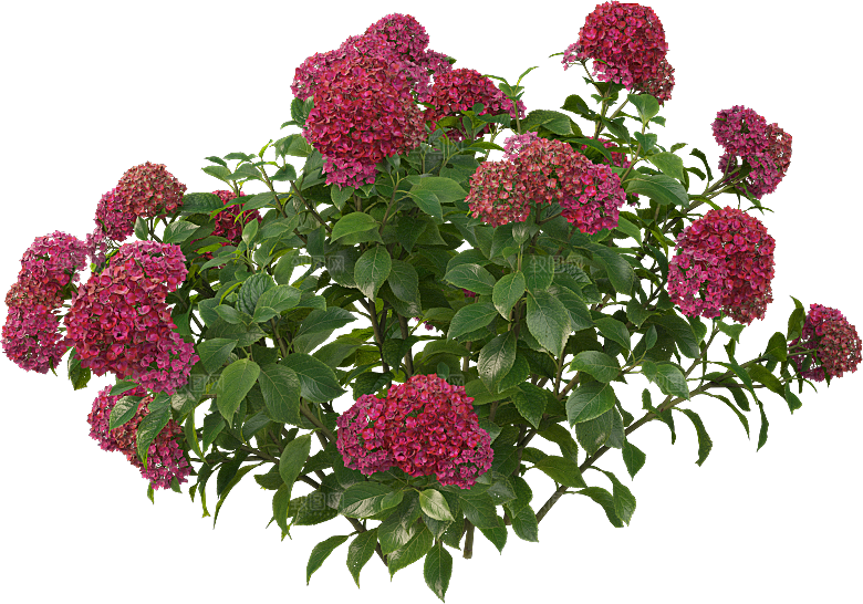 PS高清景观花卉花镜花坛花草植物搭配素材