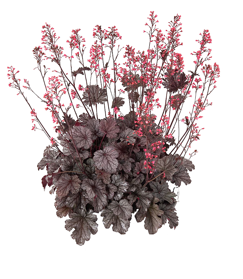 PS高清景观花卉花镜花坛花草植物搭配