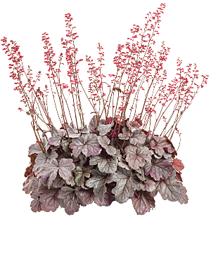 PS高清景观花卉花镜花坛花草植物搭配素材