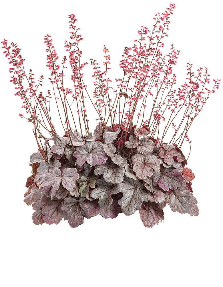 PS高清景观花卉花镜花坛花草植物搭配素材