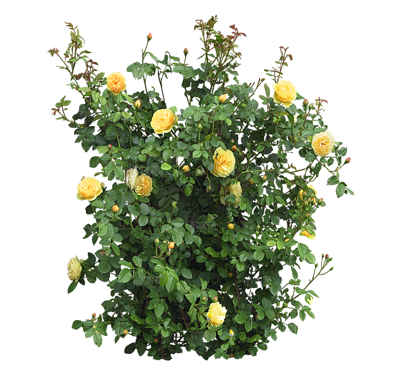 PS高清景观花卉花镜花坛花草植物搭配素材