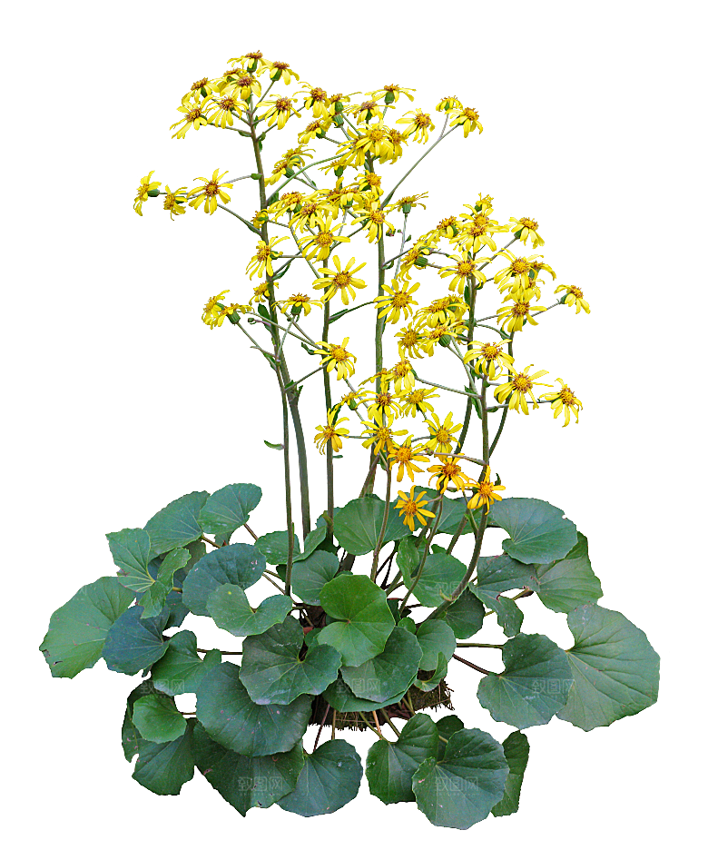 PS高清景观花卉花镜花坛花草植物搭配素材