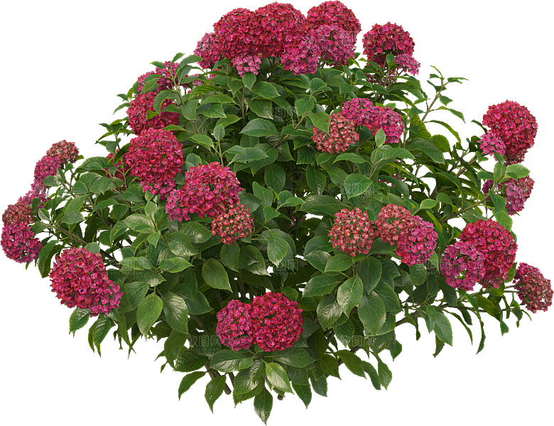 PS高清景观花卉花镜花坛花草植物搭配素材