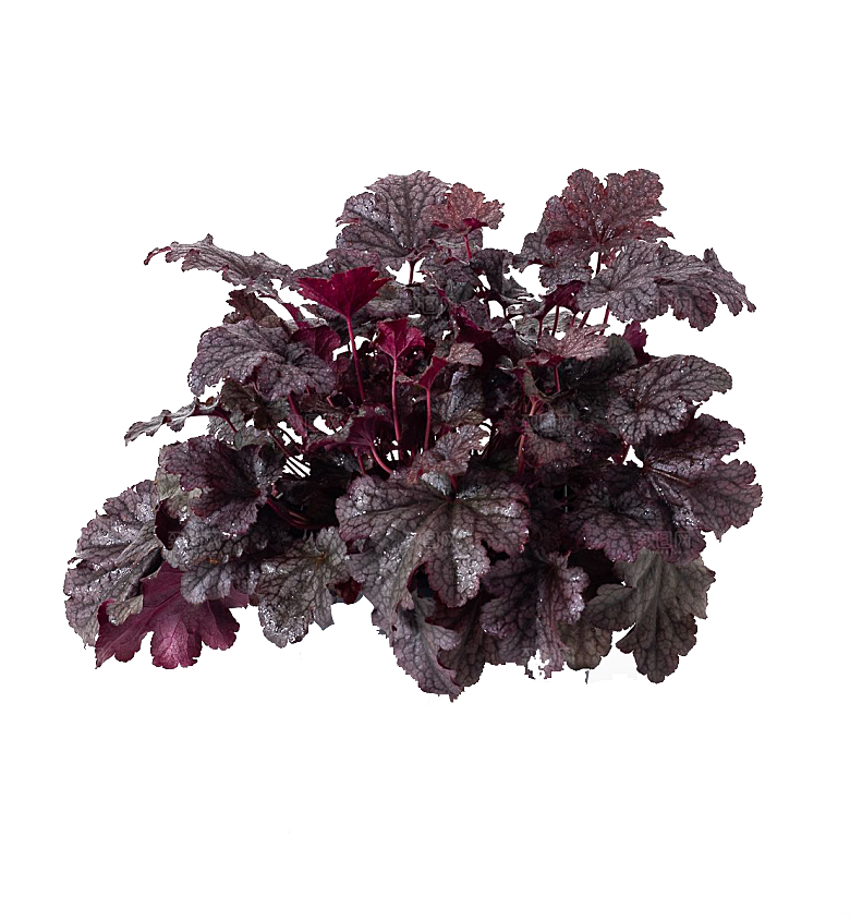 PS高清景观花卉花镜花坛花草植物搭配素材
