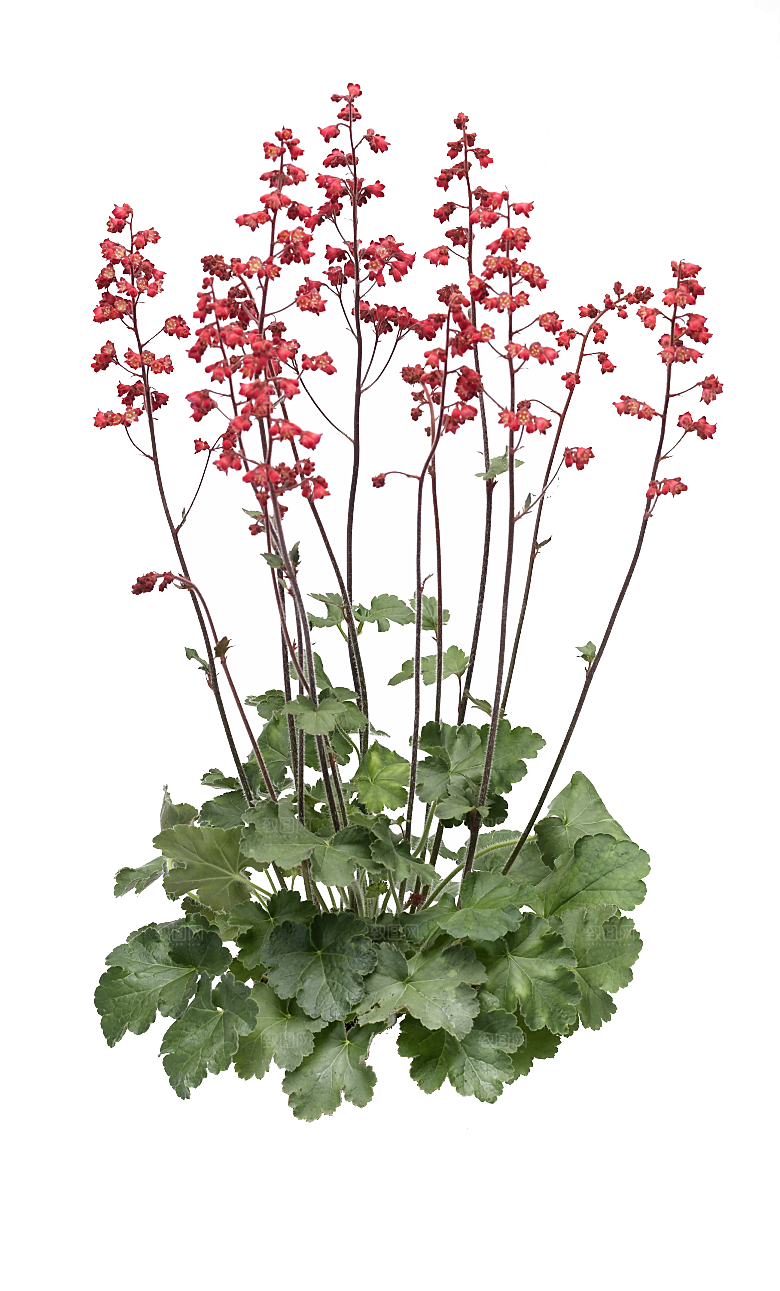PS高清景观花卉花镜花坛花草植物搭配素材