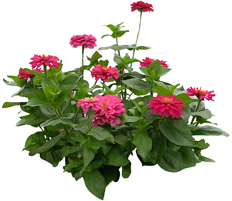 PS高清景观花卉花镜花坛花草植物搭配素材