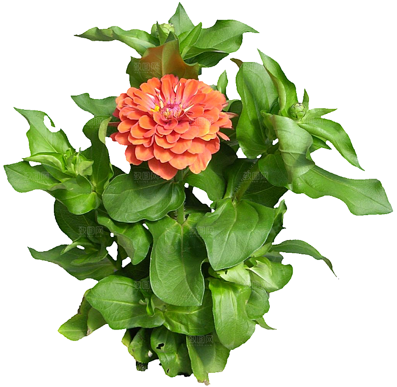 PS高清景观花卉花镜花坛花草植物搭配
