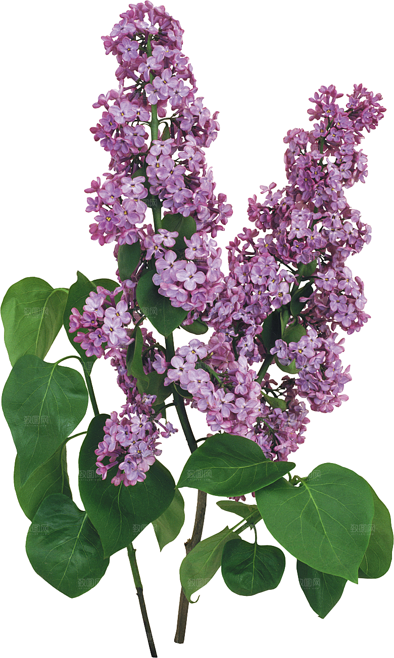 PS高清景观花卉花镜花坛花草植物搭配