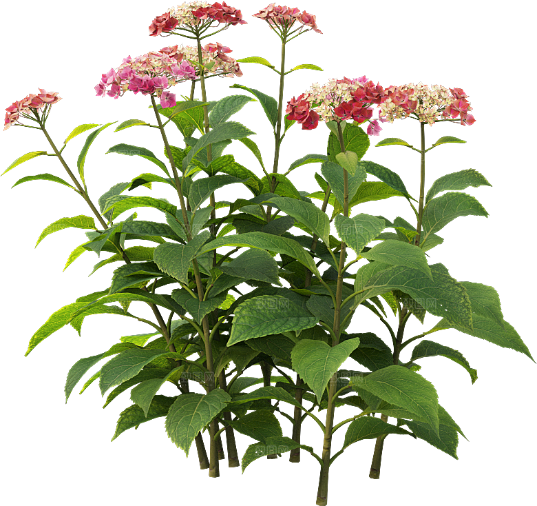 PS高清景观花卉花镜花坛花草植物搭配