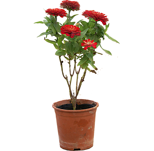 PS高清景观花卉花镜花坛花草植物搭配