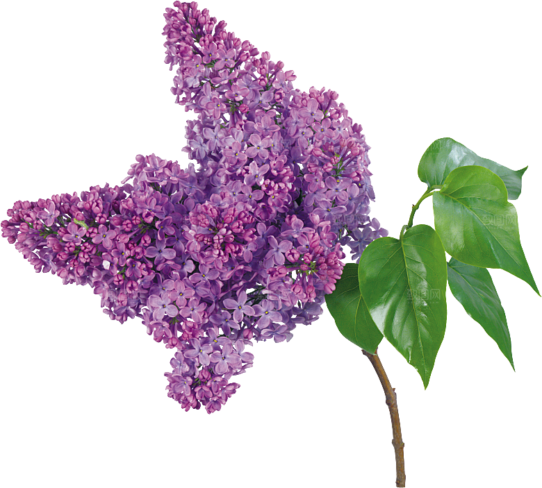 PS高清景观花卉花镜花坛花草植物搭配