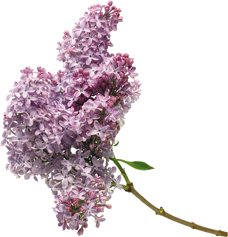 PS高清景观花卉花镜花坛花草植物搭配