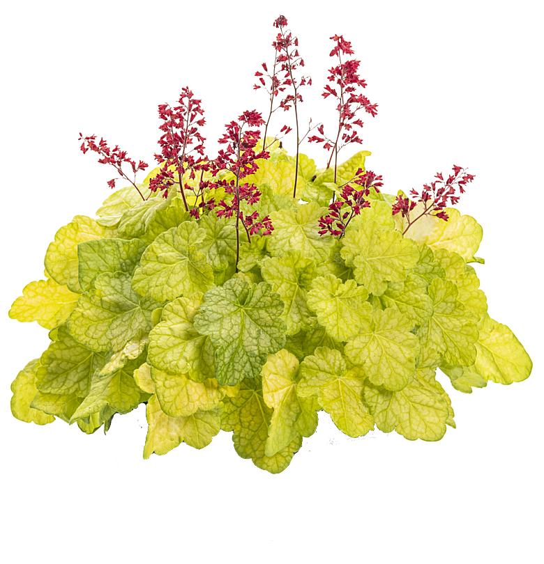 PS高清景观花卉花镜花坛花草植物搭配
