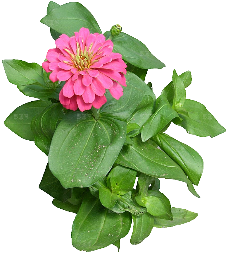 PS高清景观花卉花镜花坛花草植物搭配