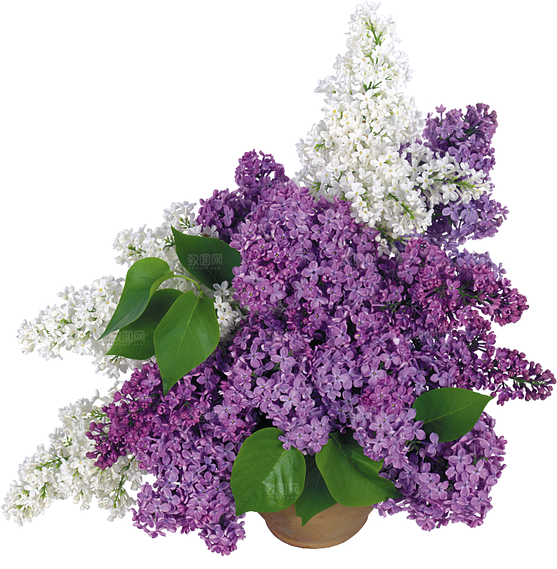 PS高清景观花卉花镜花坛花草植物搭配
