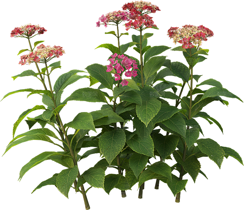 PS高清景观花卉花镜花坛花草植物搭配
