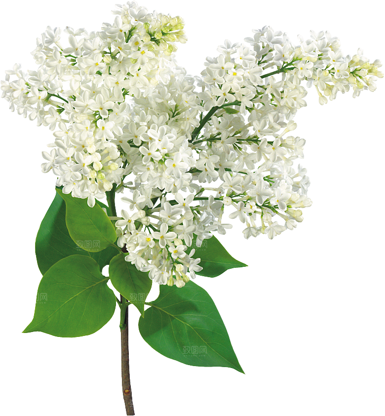 PS高清景观花卉花镜花坛花草植物搭配