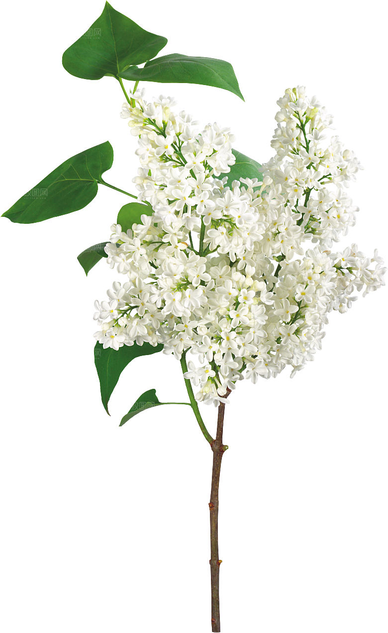 PS高清景观花卉花镜花坛花草植物搭配