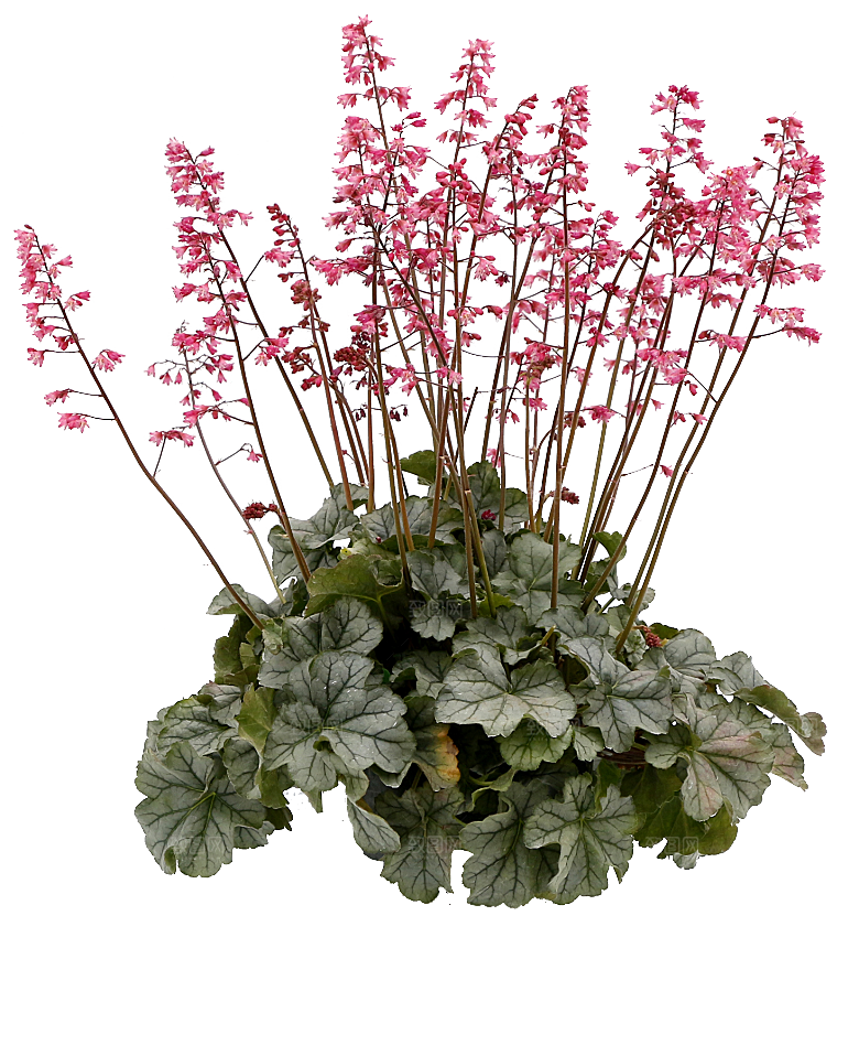 PS高清景观花卉花镜花坛花草植物搭配素材