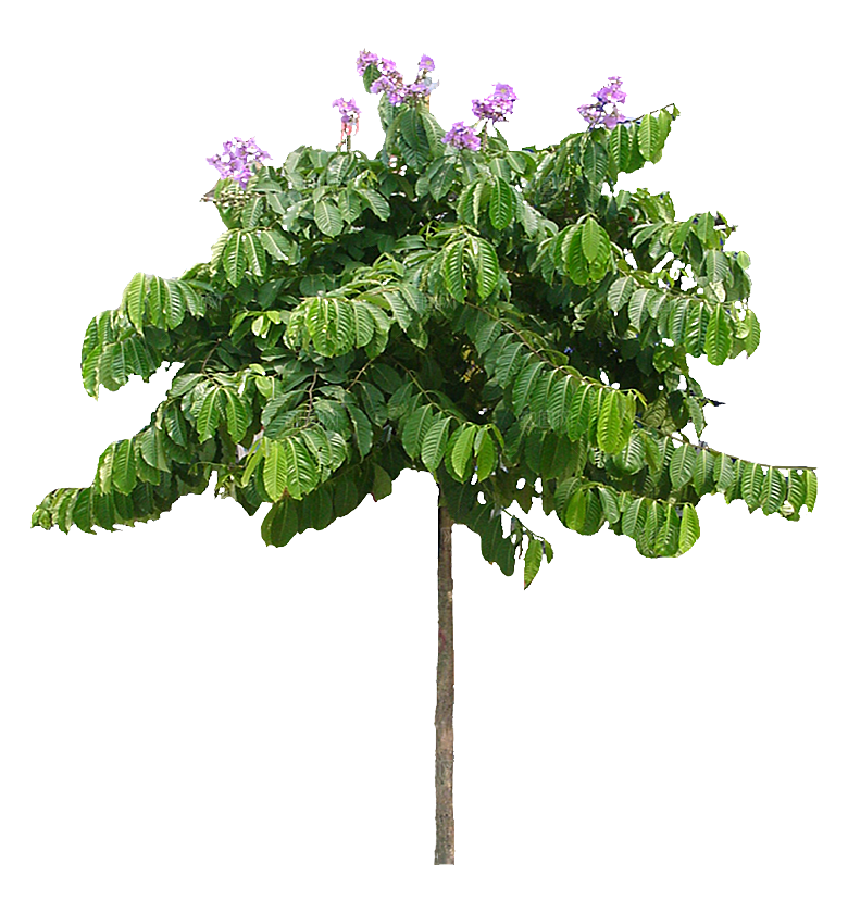 PS高清景观花卉花镜花坛花草植物搭配素材