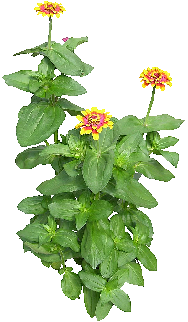 PS高清景观花卉花镜花坛花草植物搭配素材