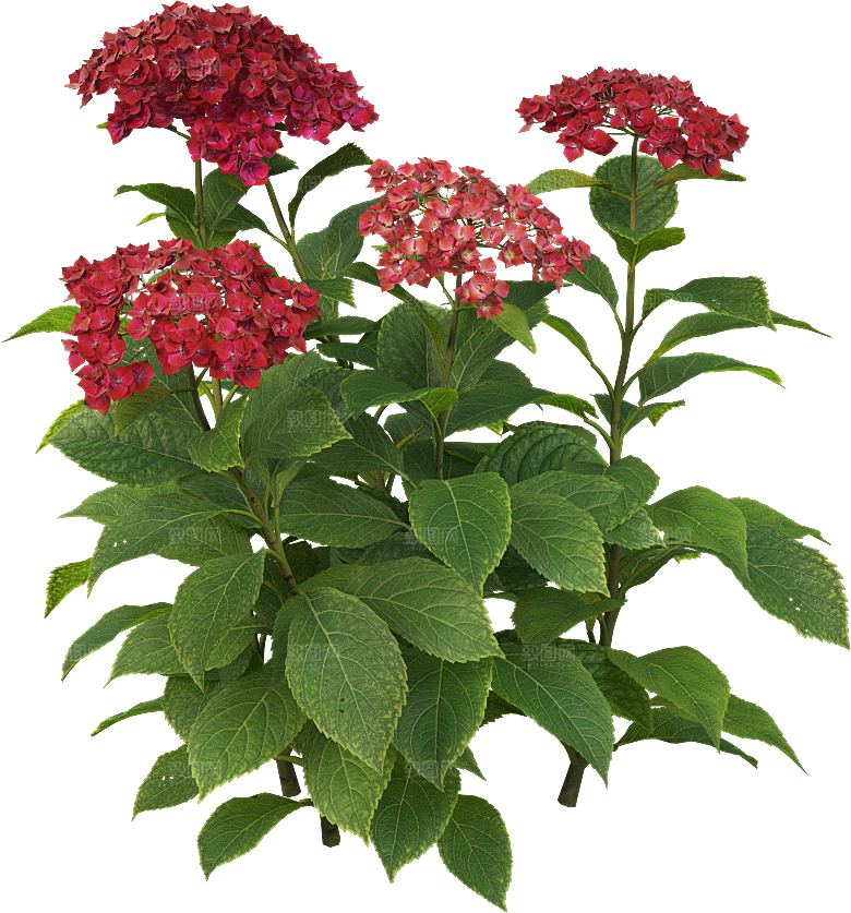 PS高清景观花卉花镜花坛花草植物搭配素材