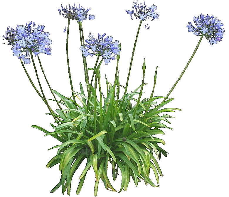 PS高清景观花卉花镜花坛花草植物搭配素材