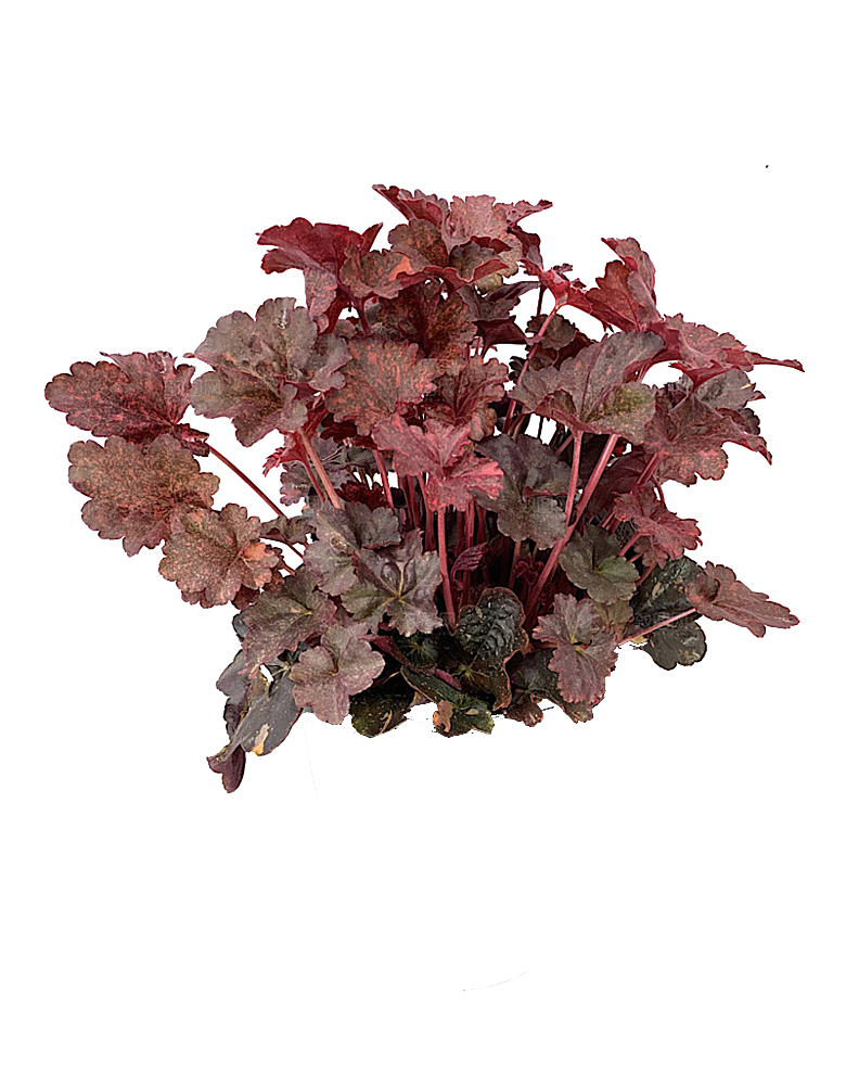 PS高清景观花卉花镜花坛花草植物搭配素材