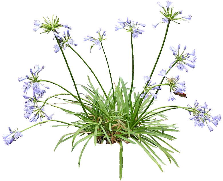 PS高清景观花卉花镜花坛花草植物搭配素材