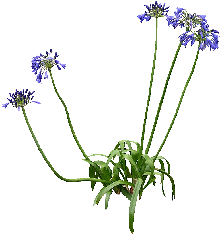 PS高清景观花卉花镜花坛花草植物搭配素材