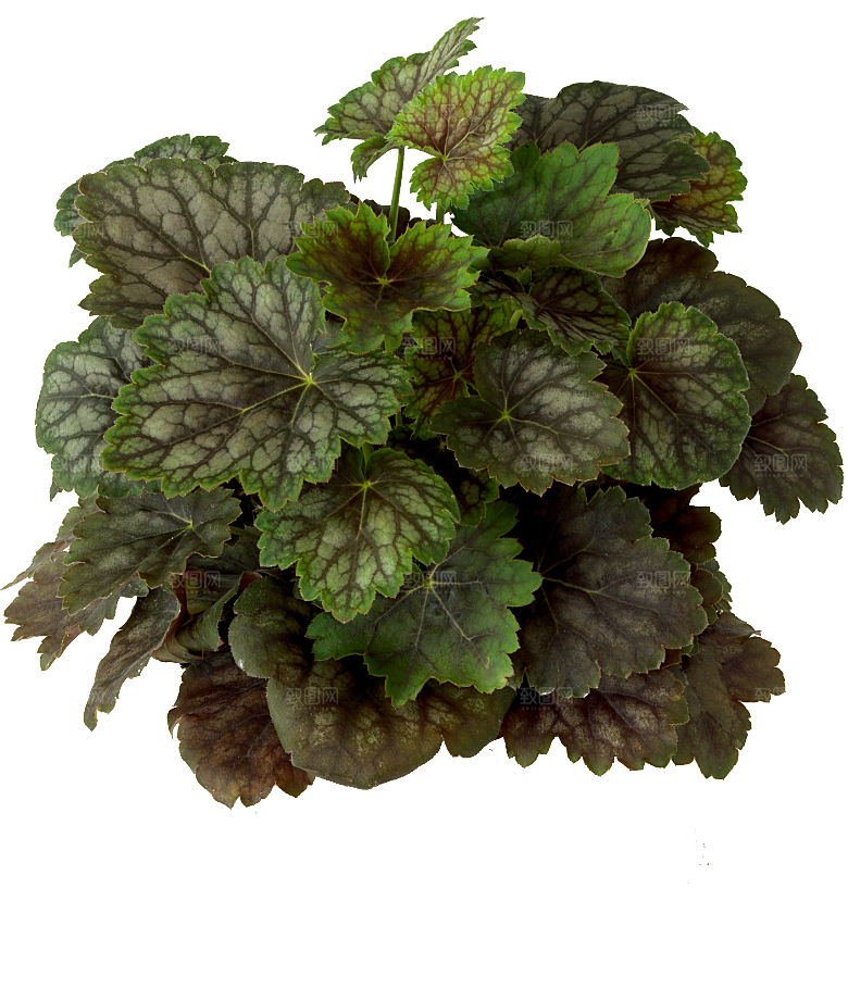 PS高清景观花卉花镜花坛花草植物搭配