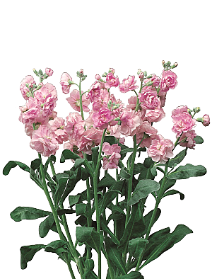 PS高清景观花卉花镜花坛花草植物搭配