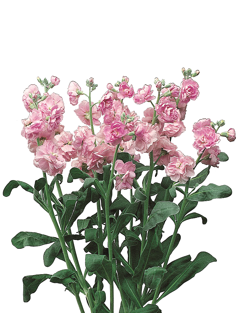 PS高清景观花卉花镜花坛花草植物搭配