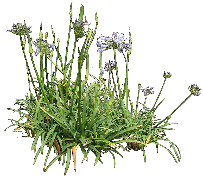 PS高清景观花卉花镜花坛花草植物搭配