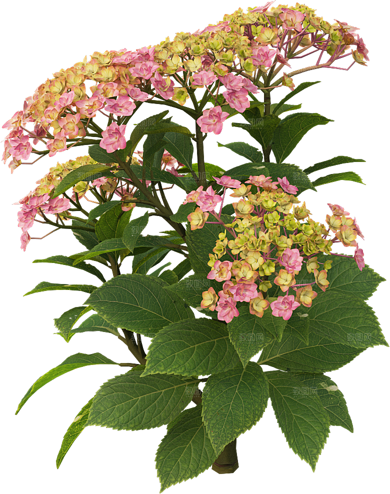 PS高清景观花卉花镜花坛花草植物搭配