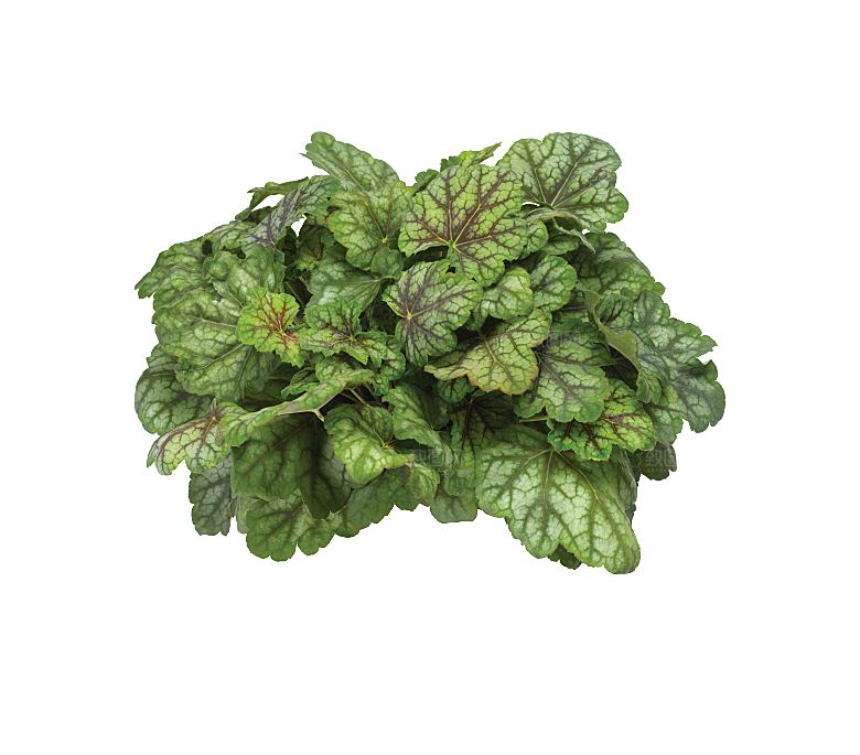 PS高清景观花卉花镜花坛花草植物搭配