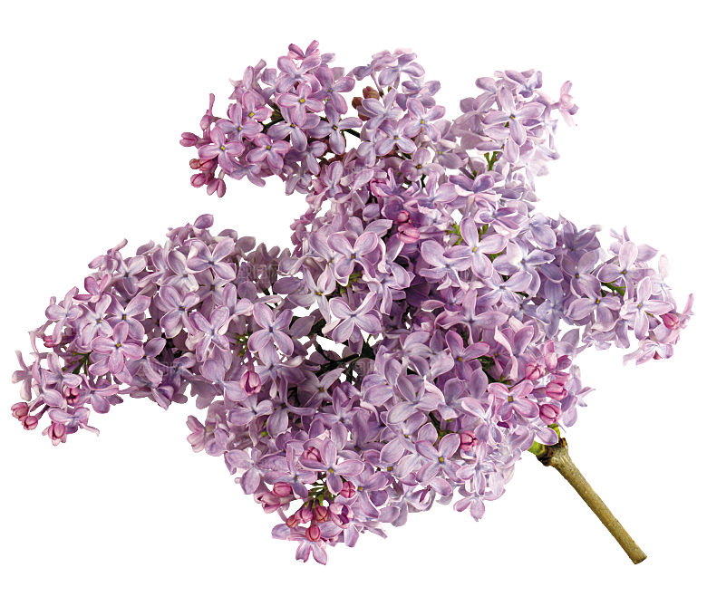 PS高清景观花卉花镜花坛花草植物搭配