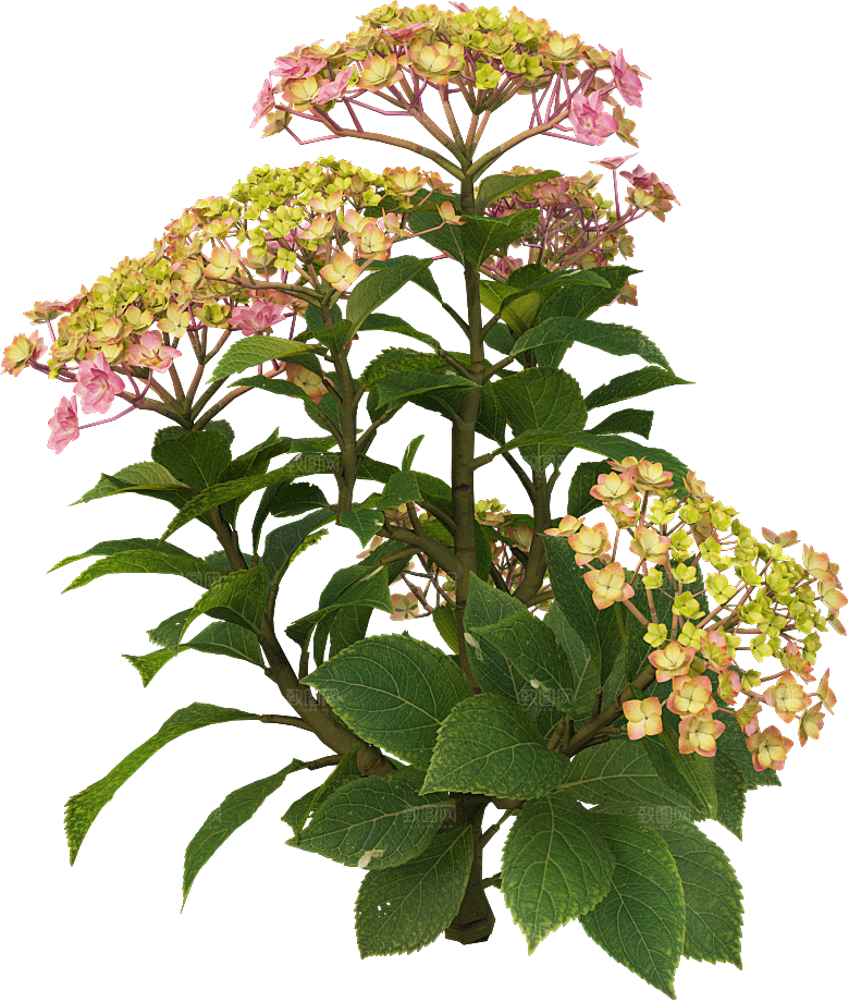 PS高清景观花卉花镜花坛花草植物搭配