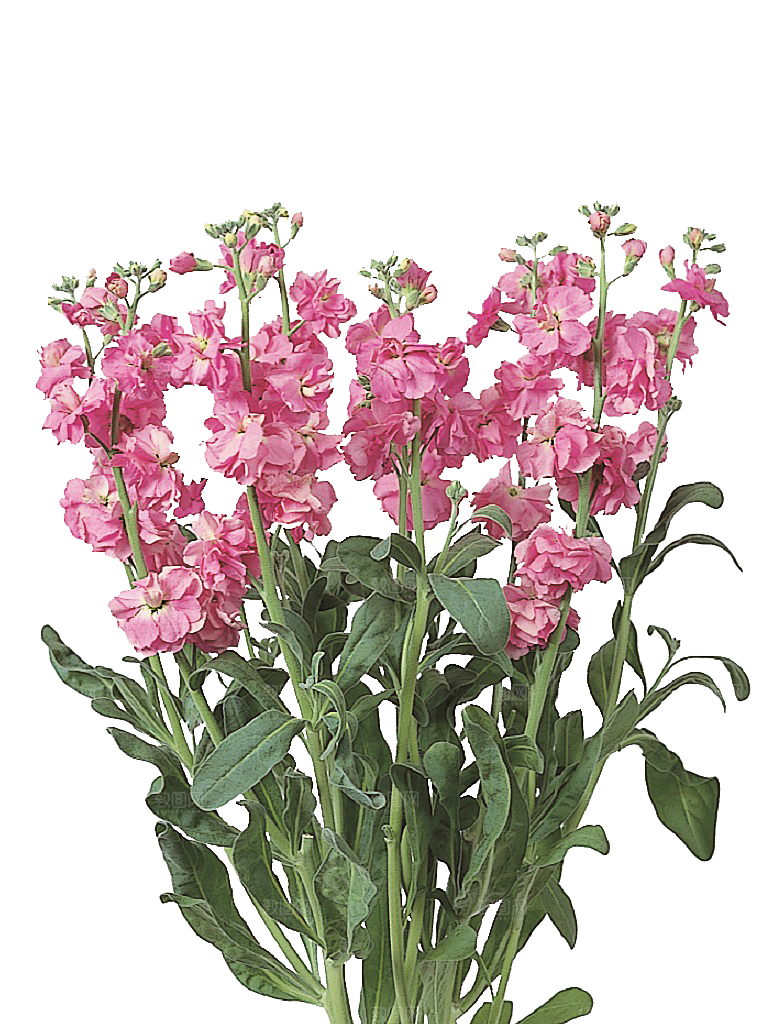 PS高清景观花卉花镜花坛花草植物搭配