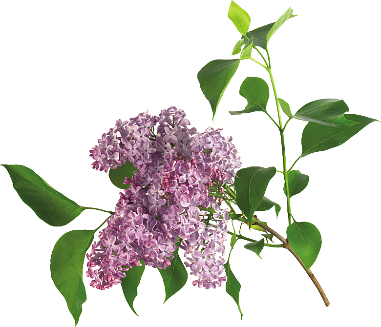 PS高清景观花卉花镜花坛花草植物搭配
